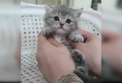 猫咪的视频,视频捕捉的可爱瞬间回顾