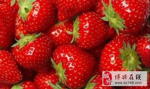 草莓视频,带你领略短视频的魅力与创意